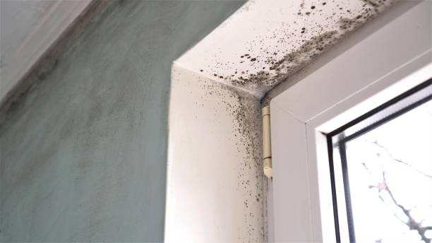 Best Residential Mold Remediation in Willard, UT