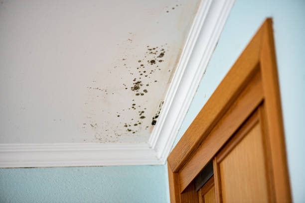 Best Commercial Mold Remediation in Willard, UT