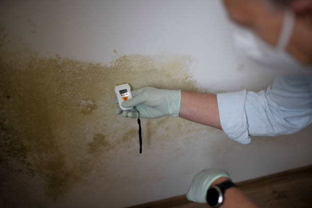 Best Basement Mold Remediation in Willard, UT