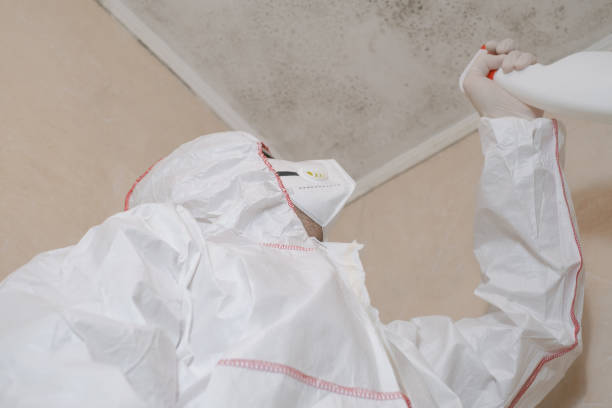 Trusted Willard, UT Mold Remediation Experts