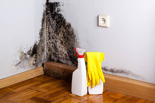 Best Black Mold Remediation in Willard, UT